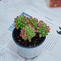 4'' Sedum Pachythyllum Crested, Rare Live Succulent Plants