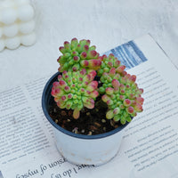 4'' Sedum Pachythyllum Crested, Rare Live Succulent Plants