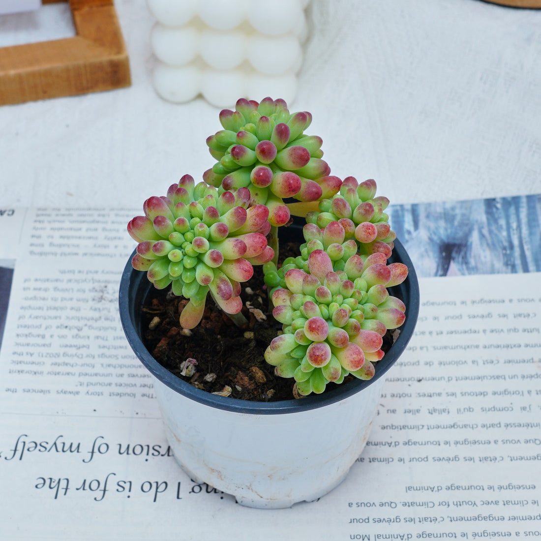 4'' Sedum Pachythyllum Crested, Rare Live Succulent Plants