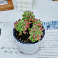 4'' Sedum Pachythyllum Crested, Rare Live Succulent Plants