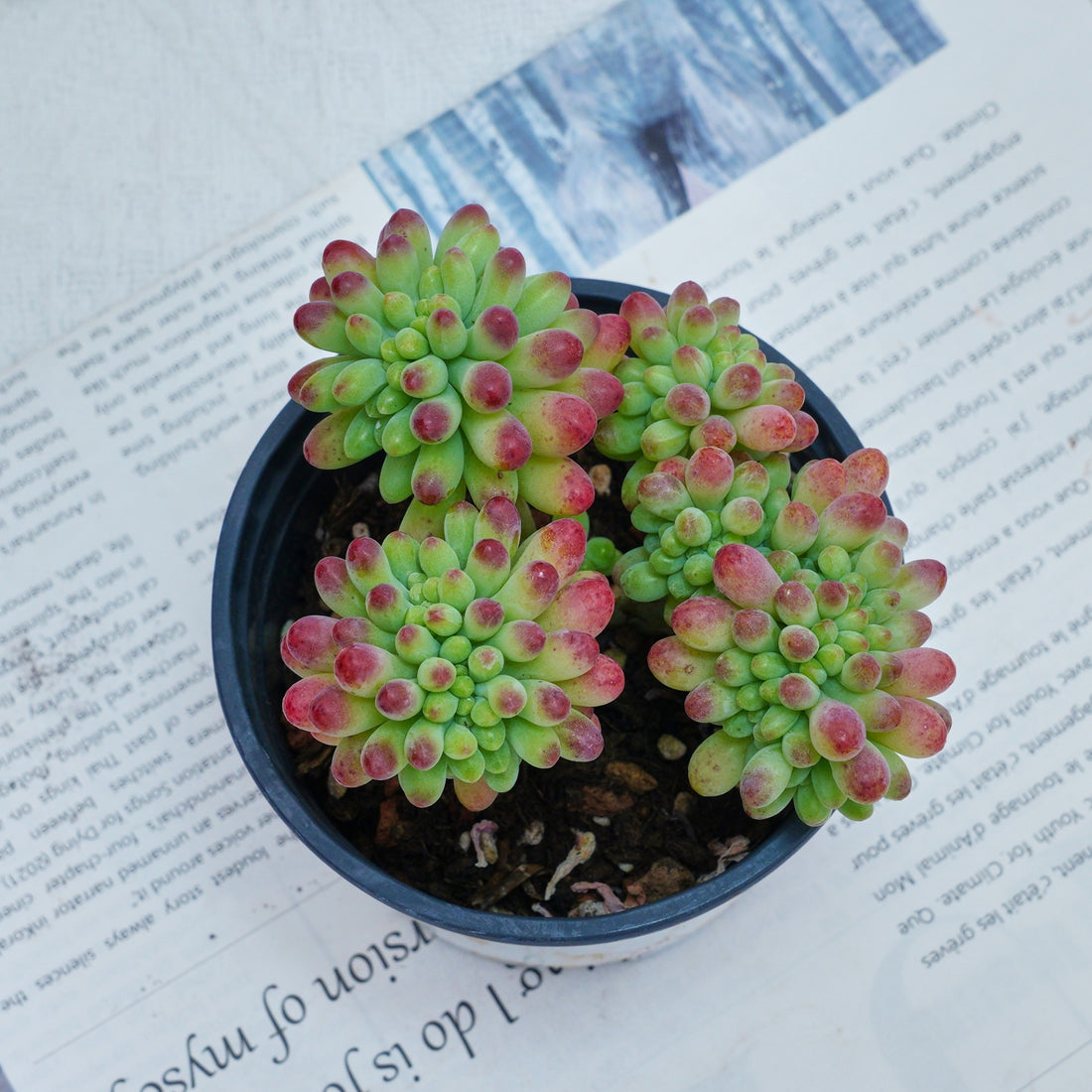 4'' Sedum Pachythyllum Crested, Rare Live Succulent Plants