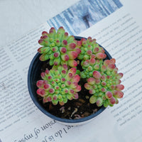 4'' Sedum Pachythyllum Crested, Rare Live Succulent Plants