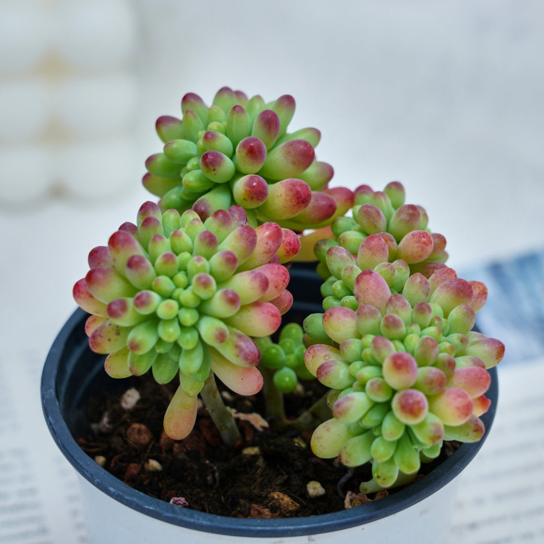4'' Sedum Pachythyllum Crested, Rare Live Succulent Plants