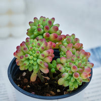 4'' Sedum Pachythyllum Crested, Rare Live Succulent Plants