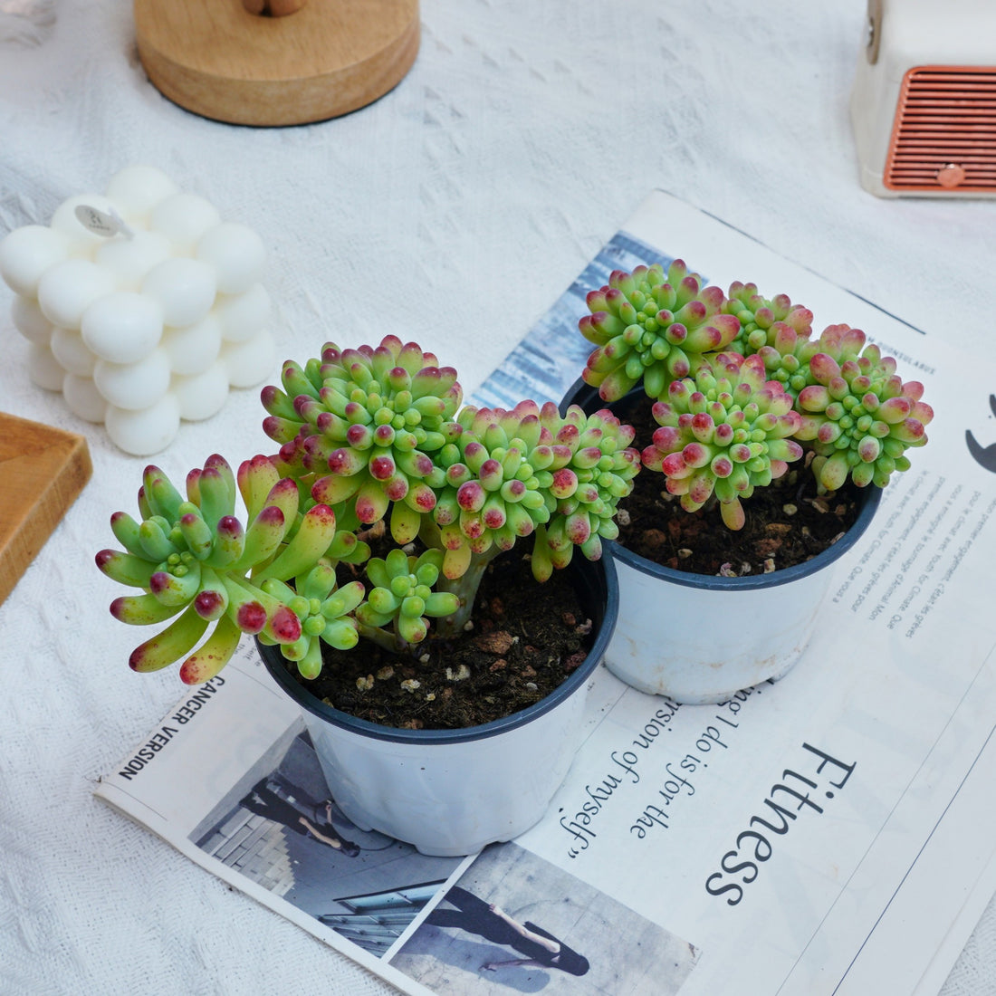 4'' Sedum Pachythyllum Crested, Rare Live Succulent Plants