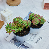 4'' Sedum Pachythyllum Crested, Rare Live Succulent Plants