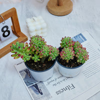 4'' Sedum Pachythyllum Crested, Rare Live Succulent Plants