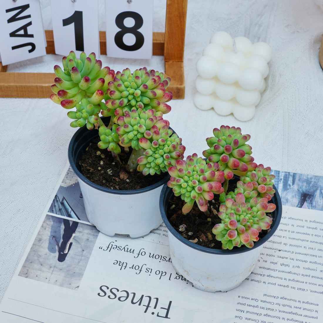 4'' Sedum Pachythyllum Crested, Rare Live Succulent Plants
