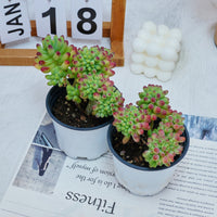 4'' Sedum Pachythyllum Crested, Rare Live Succulent Plants