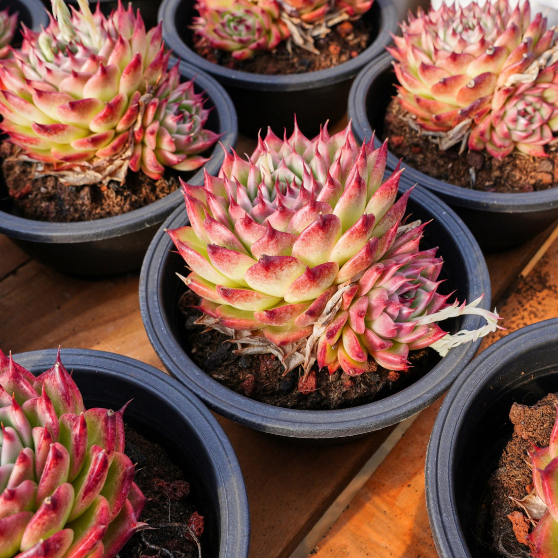 6'' Echeveria Toscanelli, Rare Live Succulent Plants
