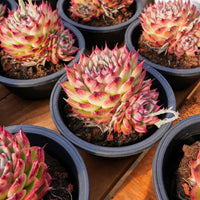 6'' Echeveria Toscanelli, Rare Live Succulent Plants