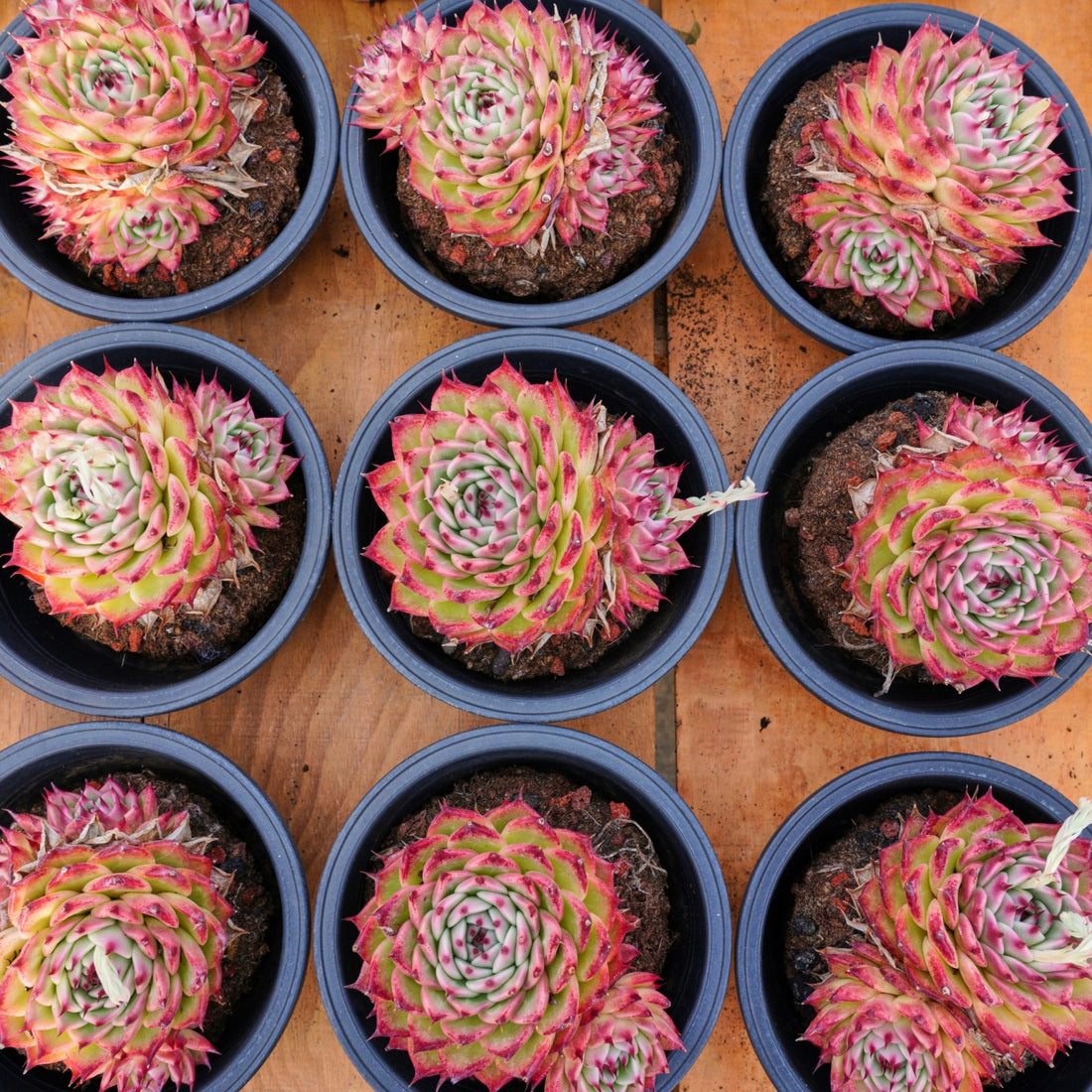 6'' Echeveria Toscanelli, Rare Live Succulent Plants