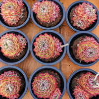 6'' Echeveria Toscanelli, Rare Live Succulent Plants