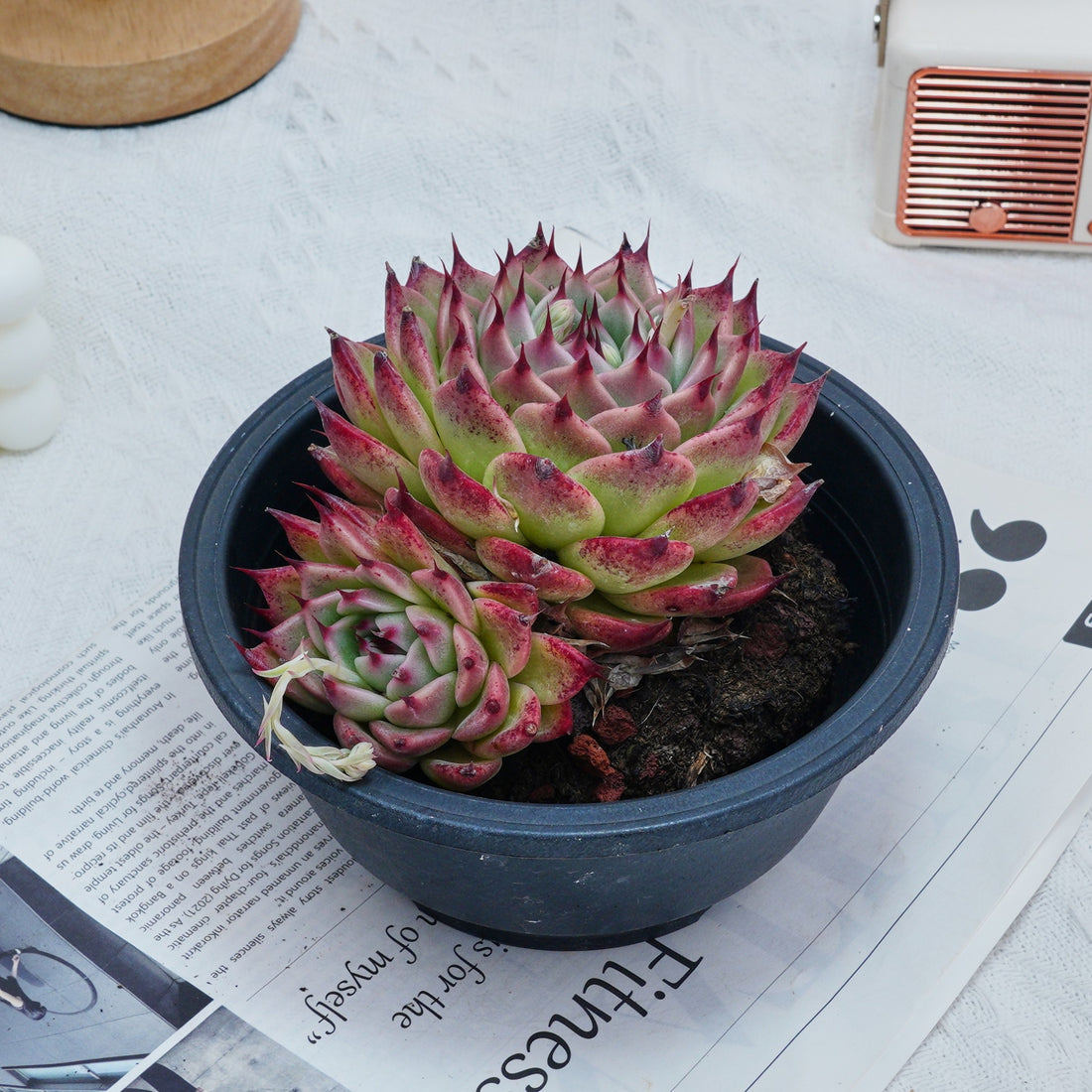 6'' Echeveria Toscanelli, Rare Live Succulent Plants