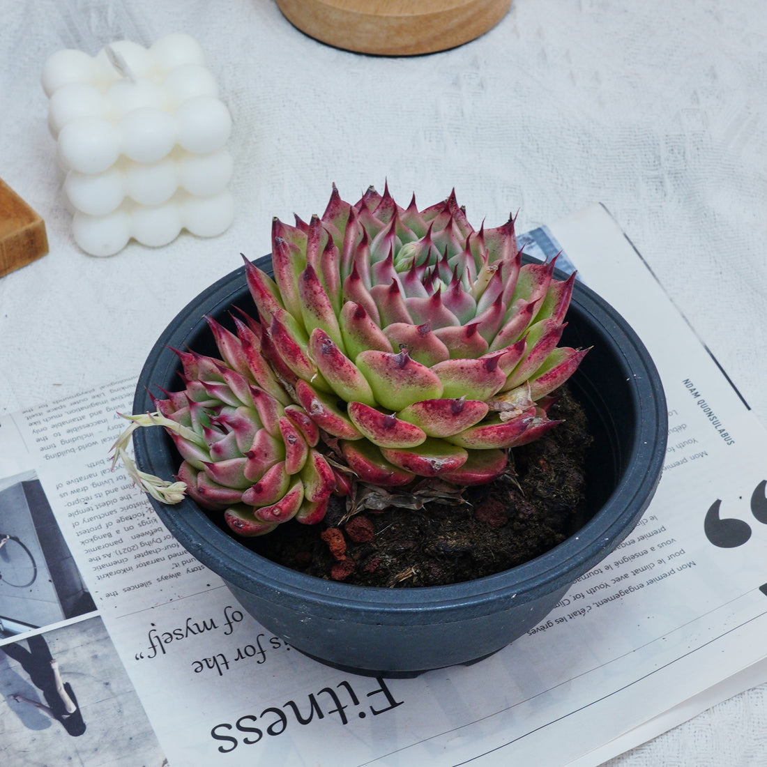6'' Echeveria Toscanelli, Rare Live Succulent Plants