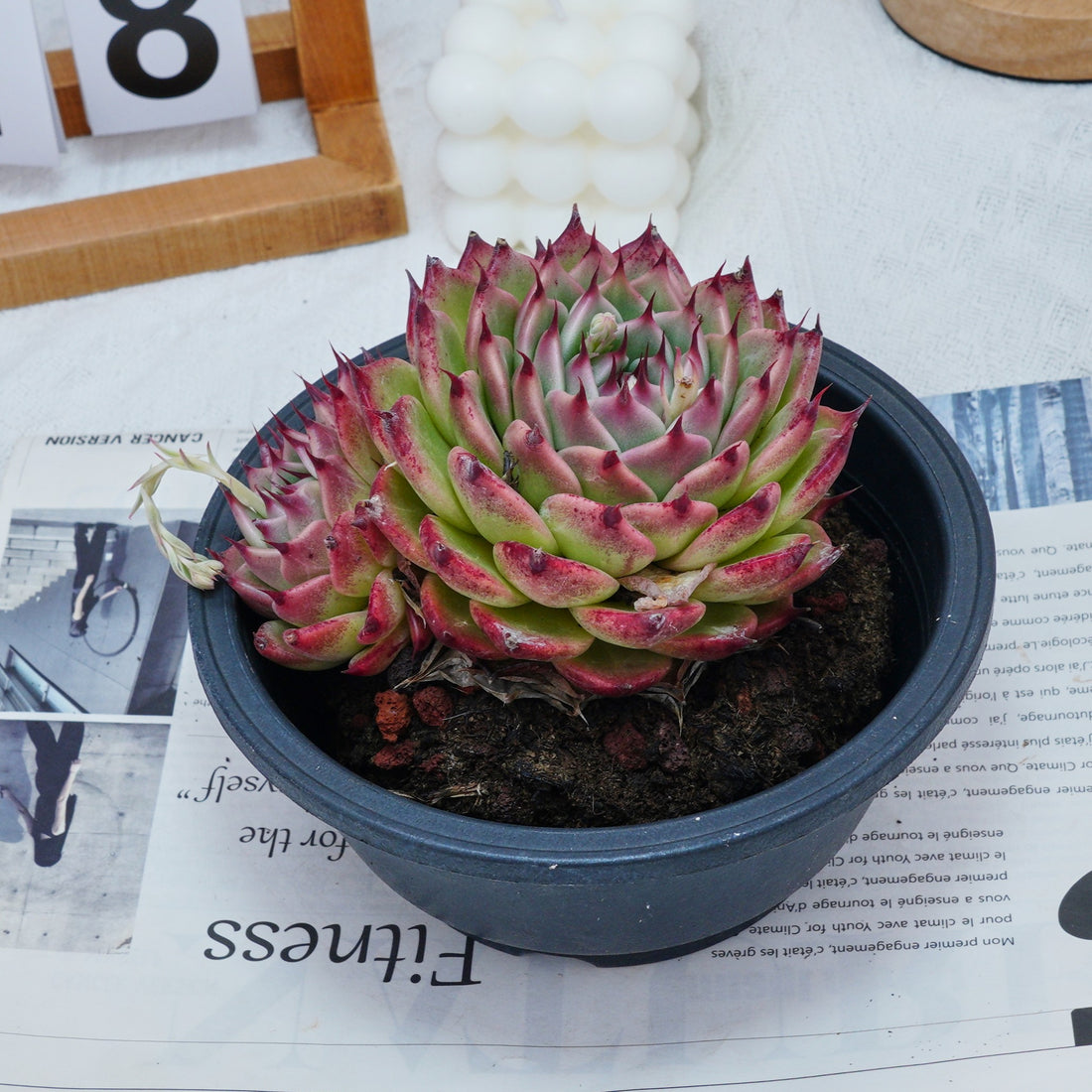 6'' Echeveria Toscanelli, Rare Live Succulent Plants