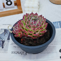 6'' Echeveria Toscanelli, Rare Live Succulent Plants