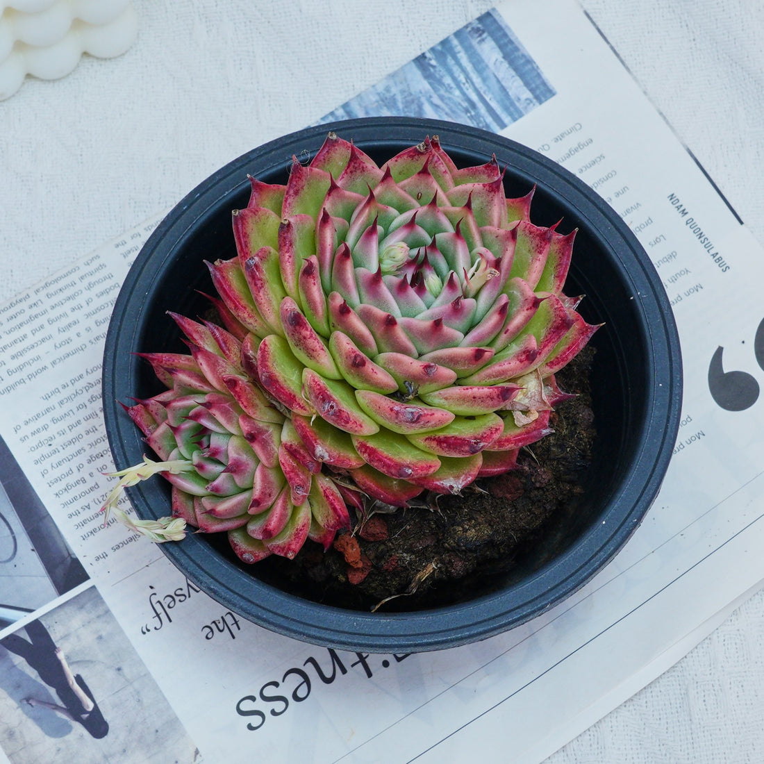 6'' Echeveria Toscanelli, Rare Live Succulent Plants