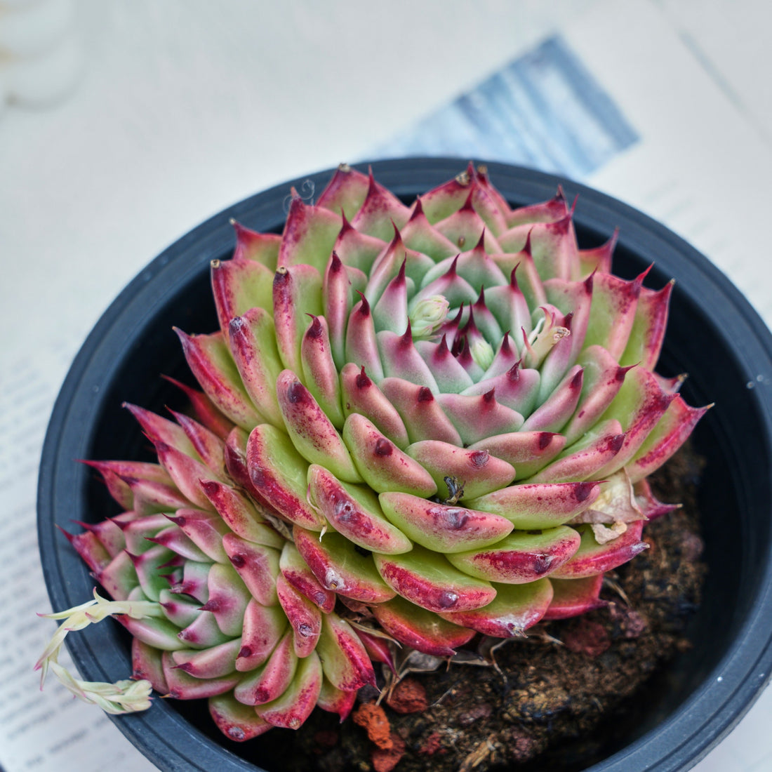 6'' Echeveria Toscanelli, Rare Live Succulent Plants