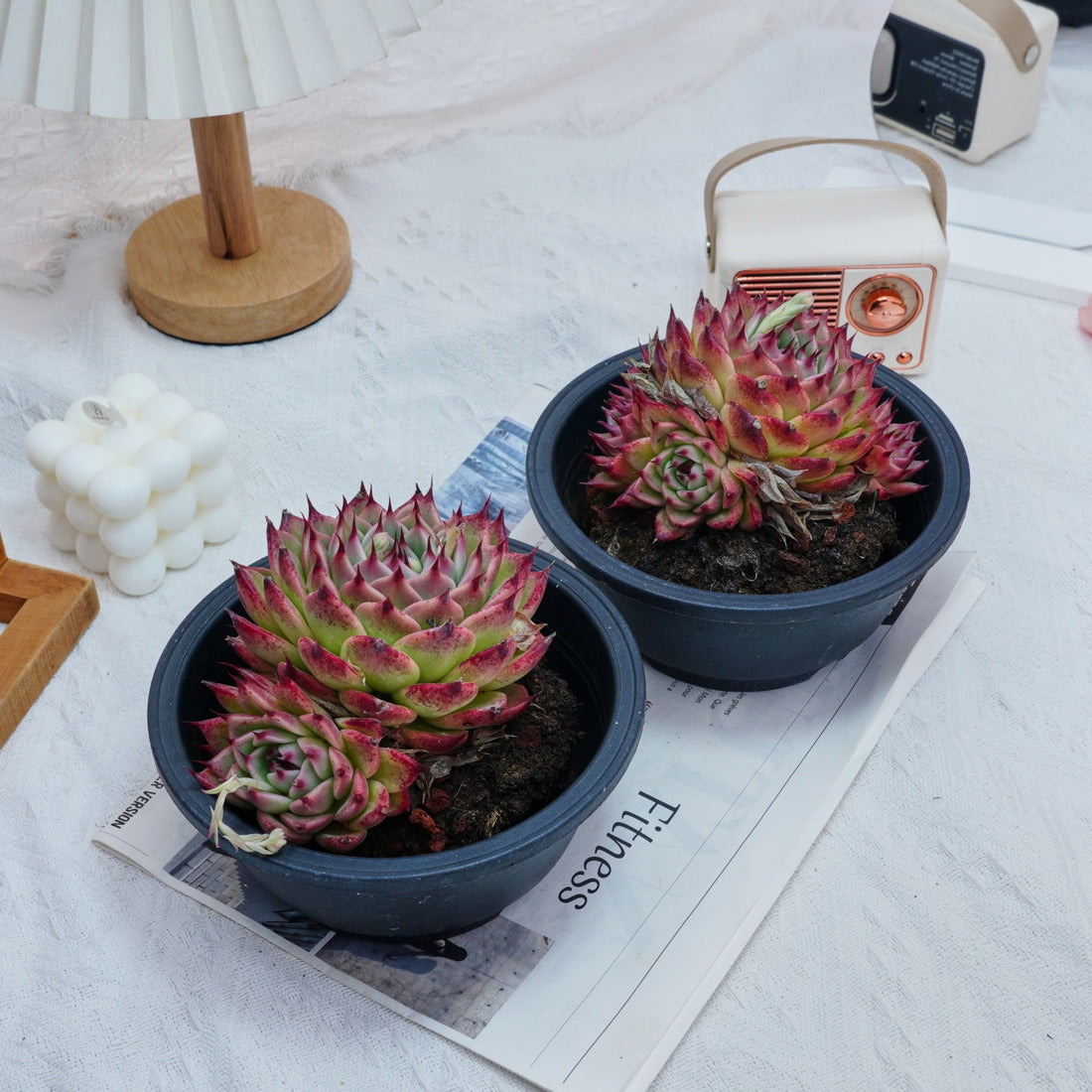 6'' Echeveria Toscanelli, Rare Live Succulent Plants