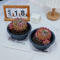 6'' Echeveria Toscanelli, Rare Live Succulent Plants