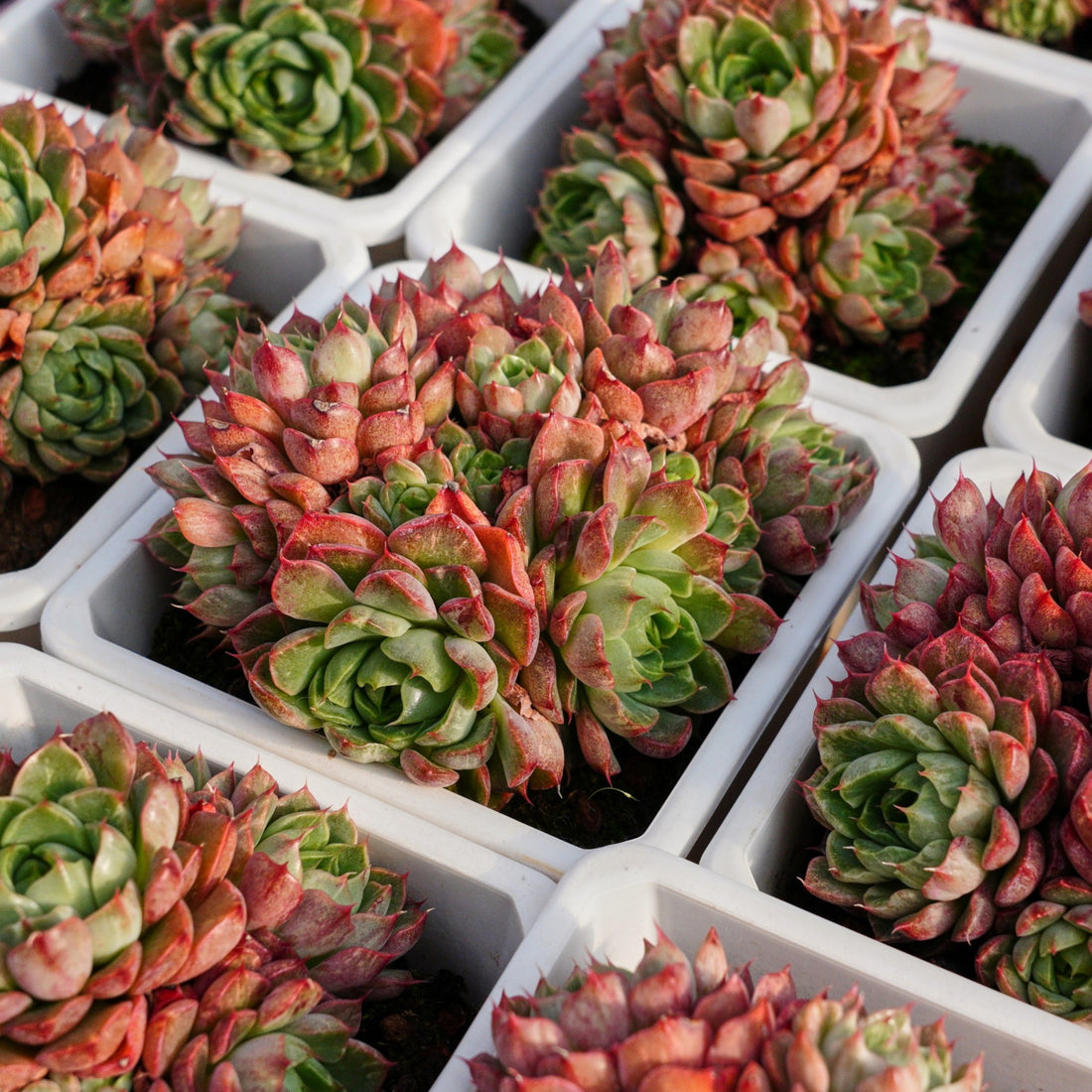 5'' Echeveria Red Wine Peach Variegated, Rare Live Succulent Plants