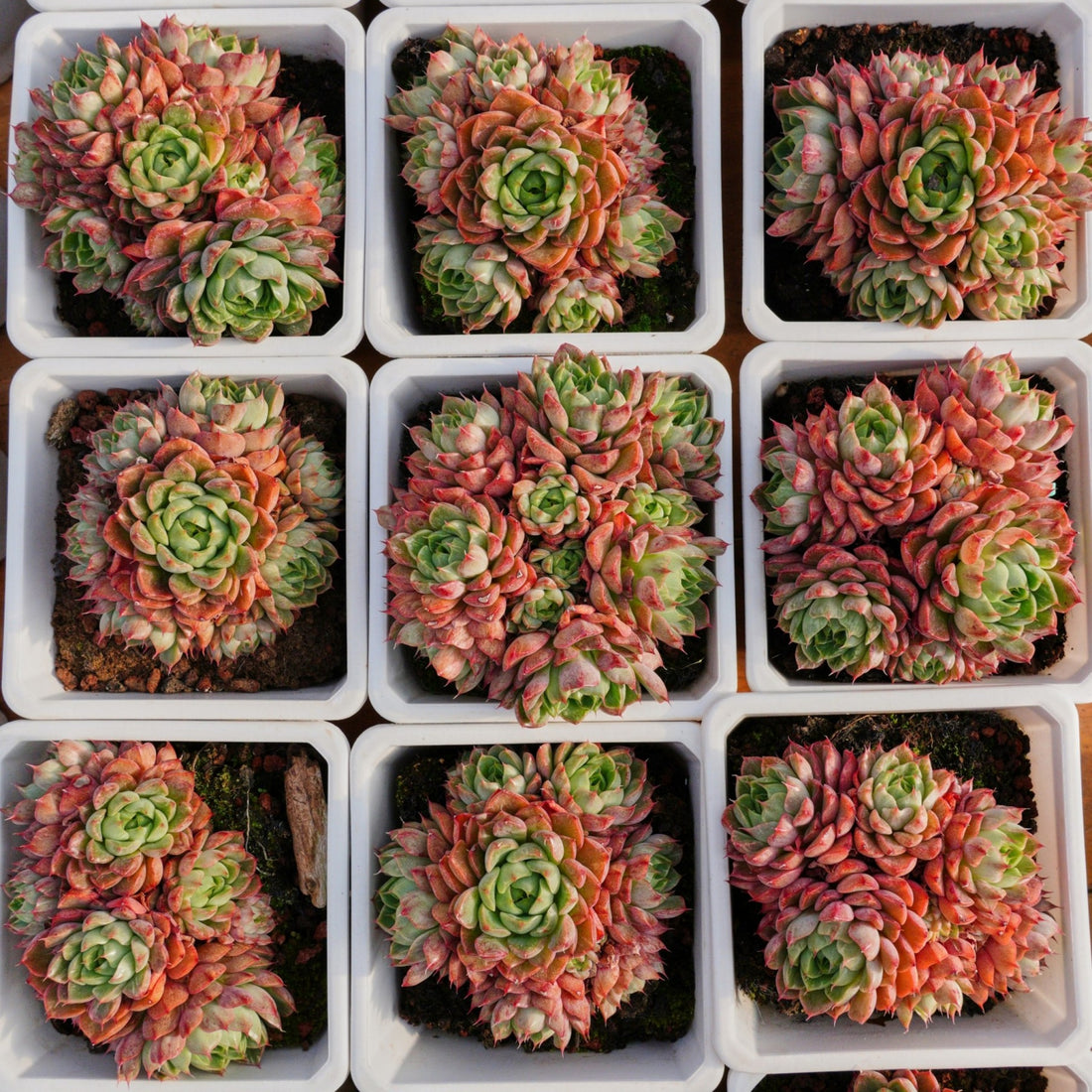 5'' Echeveria Red Wine Peach Variegated, Rare Live Succulent Plants