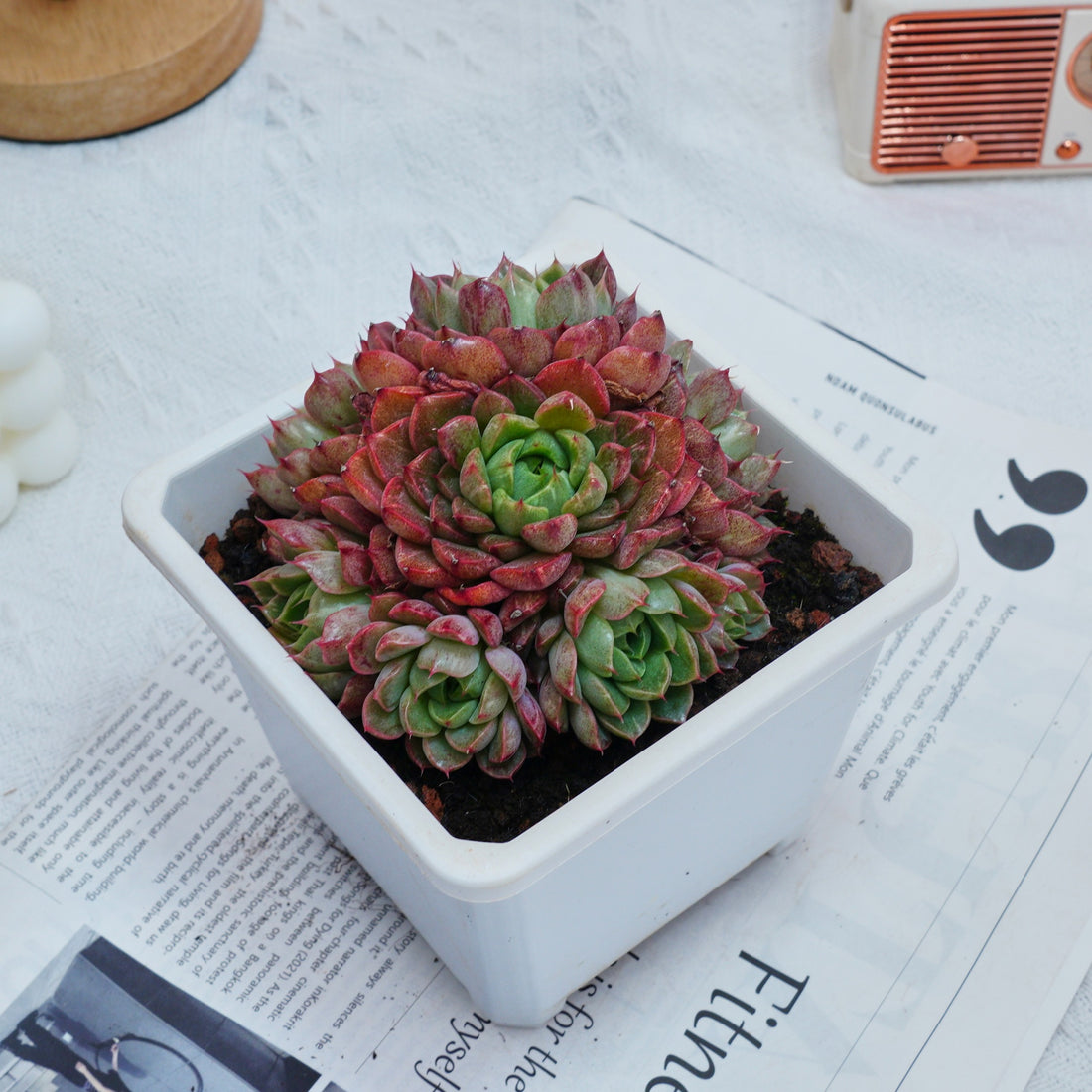 5'' Echeveria Red Wine Peach Variegated, Rare Live Succulent Plants