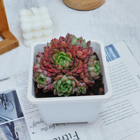 5'' Echeveria Red Wine Peach Variegated, Rare Live Succulent Plants