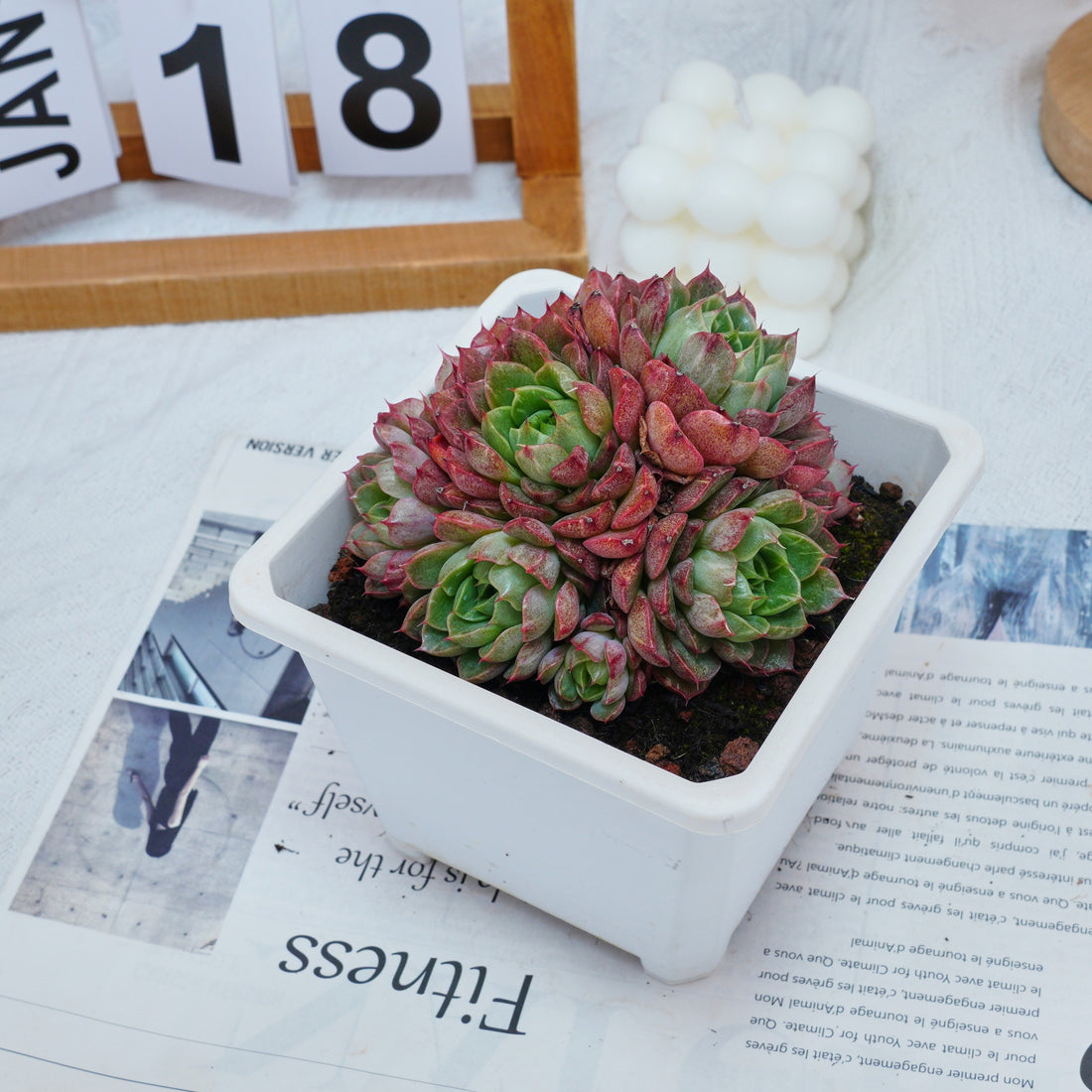 5'' Echeveria Red Wine Peach Variegated, Rare Live Succulent Plants