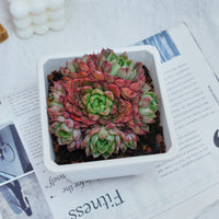 5'' Echeveria Red Wine Peach Variegated, Rare Live Succulent Plants