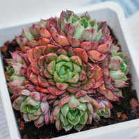 5'' Echeveria Red Wine Peach Variegated, Rare Live Succulent Plants