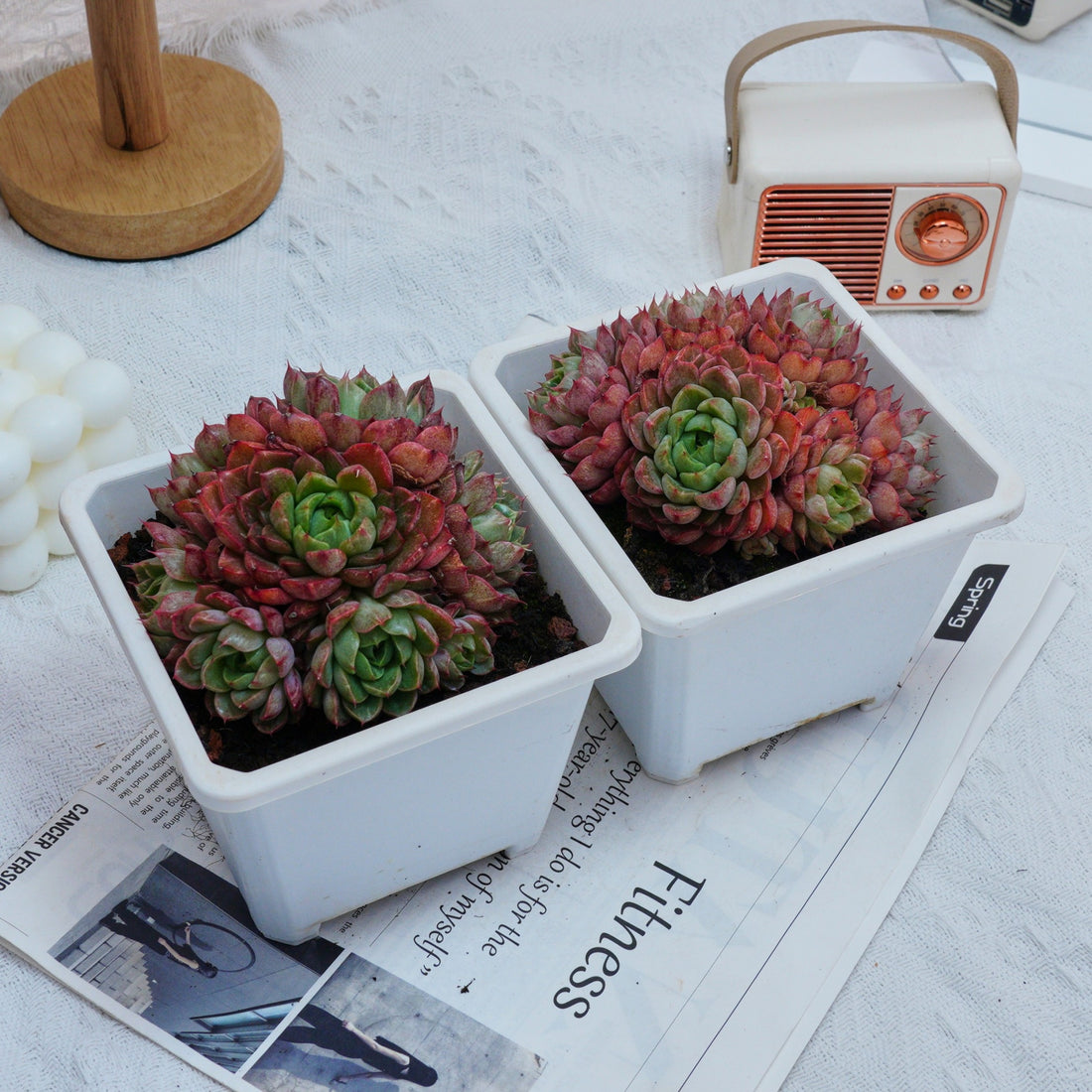5'' Echeveria Red Wine Peach Variegated, Rare Live Succulent Plants