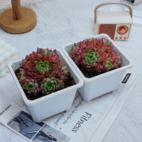 5'' Echeveria Red Wine Peach Variegated, Rare Live Succulent Plants