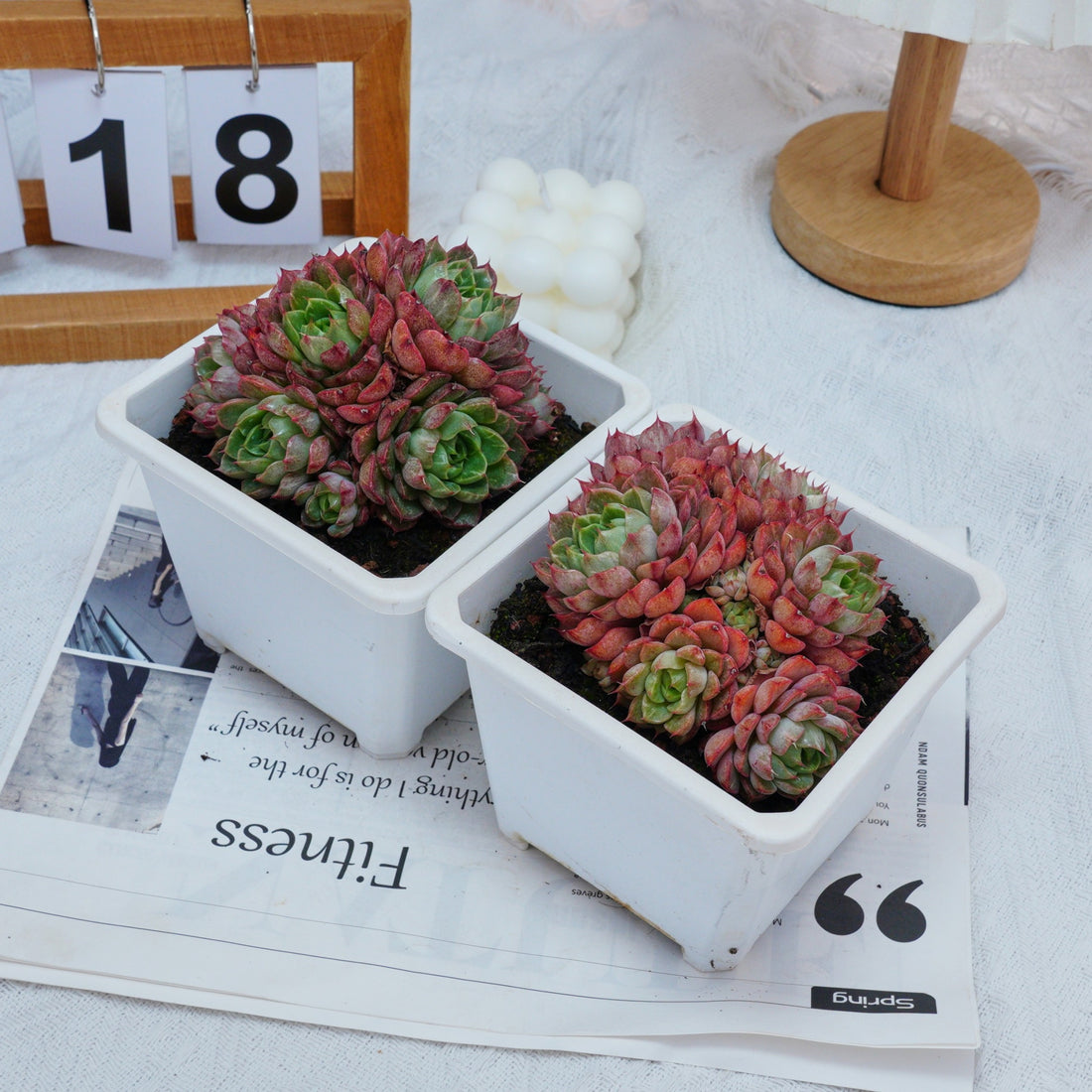 5'' Echeveria Red Wine Peach Variegated, Rare Live Succulent Plants