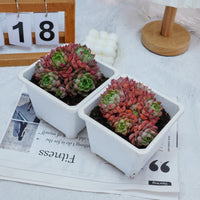 5'' Echeveria Red Wine Peach Variegated, Rare Live Succulent Plants