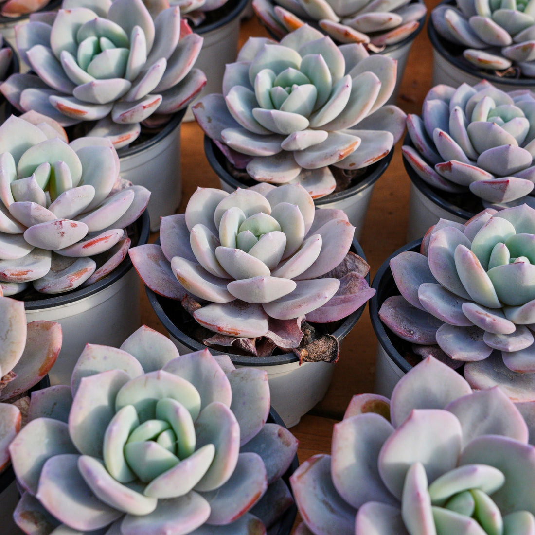 4'' Echeveria Cream Tea, Rare Live Succulent Plants