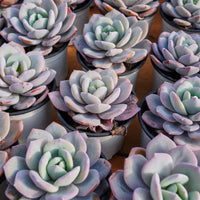 4'' Echeveria Cream Tea, Rare Live Succulent Plants