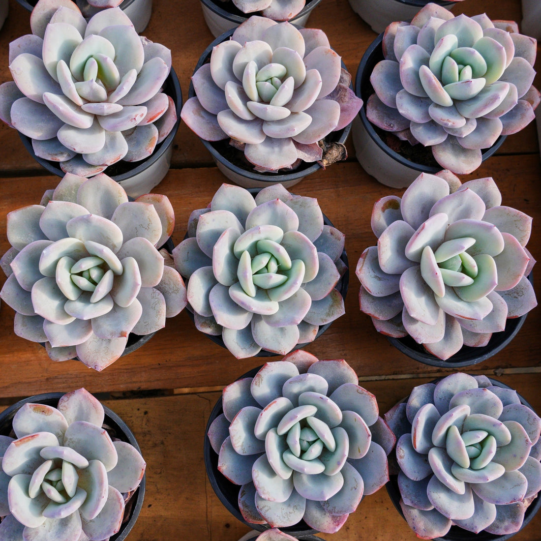 4'' Echeveria Cream Tea, Rare Live Succulent Plants