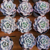 4'' Echeveria Cream Tea, Rare Live Succulent Plants