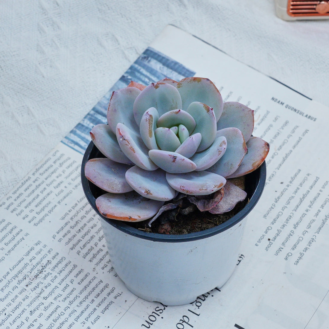 4'' Echeveria Cream Tea, Rare Live Succulent Plants