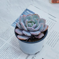 4'' Echeveria Cream Tea, Rare Live Succulent Plants