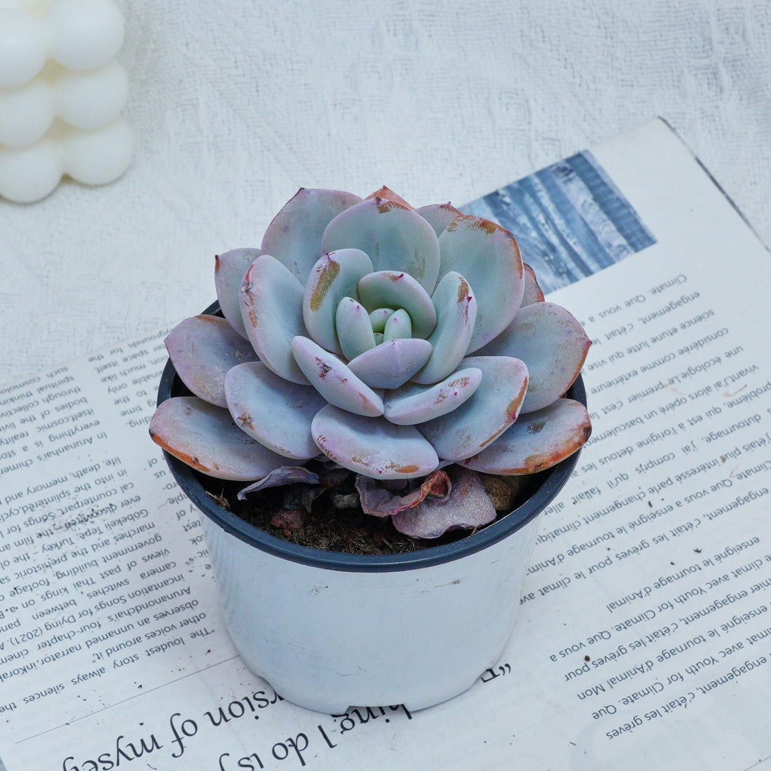 4'' Echeveria Cream Tea, Rare Live Succulent Plants