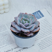 4'' Echeveria Cream Tea, Rare Live Succulent Plants