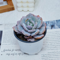 4'' Echeveria Cream Tea, Rare Live Succulent Plants