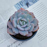 4'' Echeveria Cream Tea, Rare Live Succulent Plants