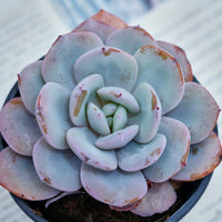 4'' Echeveria Cream Tea, Rare Live Succulent Plants