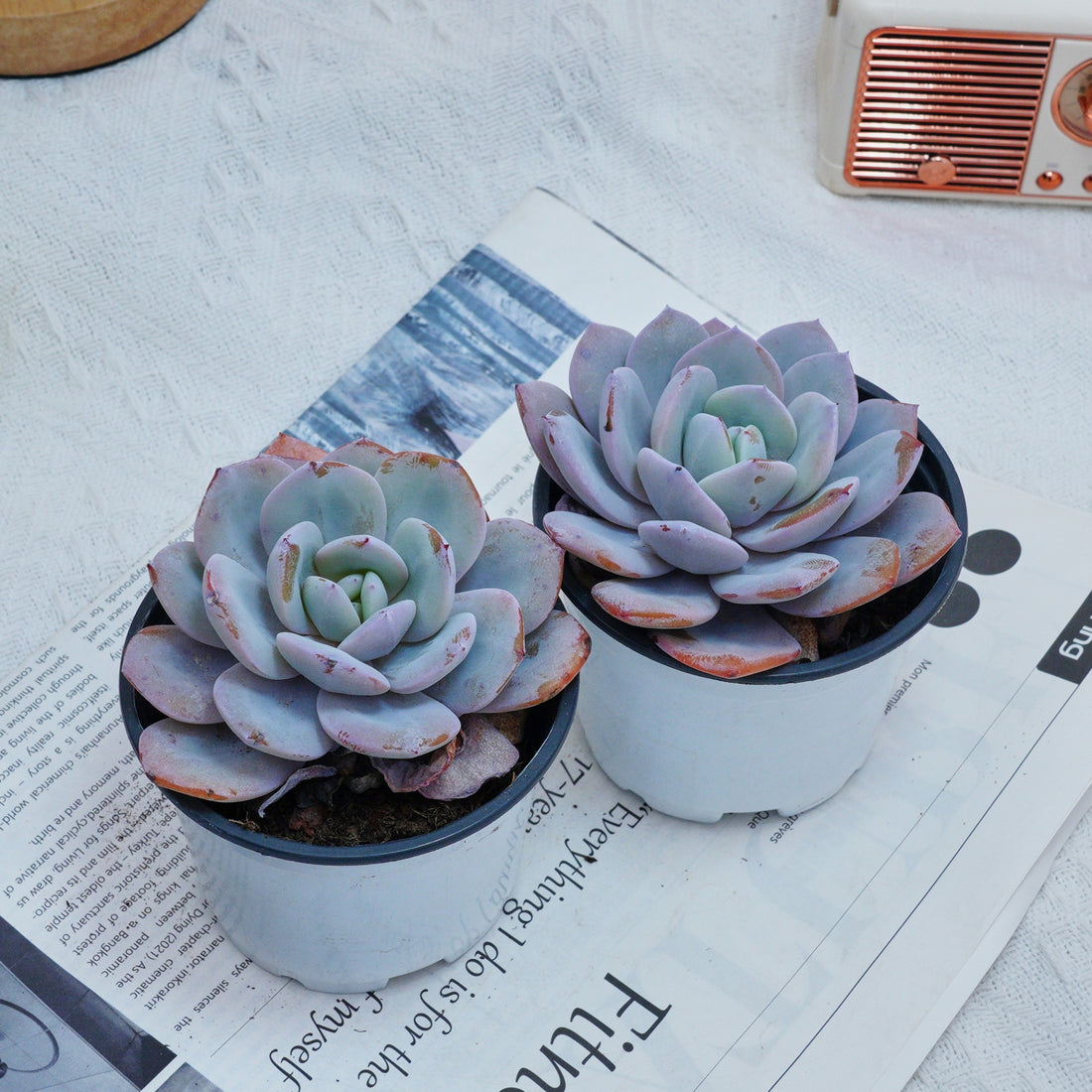4'' Echeveria Cream Tea, Rare Live Succulent Plants