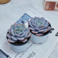 4'' Echeveria Cream Tea, Rare Live Succulent Plants