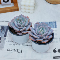 4'' Echeveria Cream Tea, Rare Live Succulent Plants